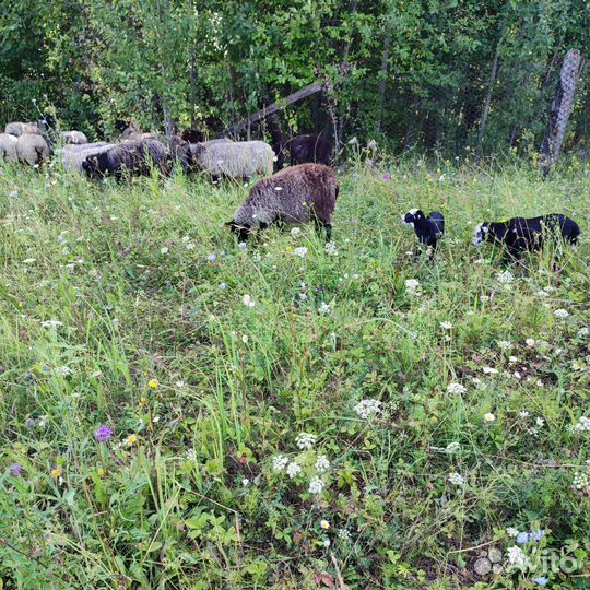 Романовские овцы ягнята на мясо на племя