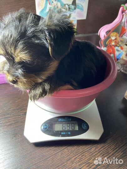 Йоркширский терьер щенки девочки