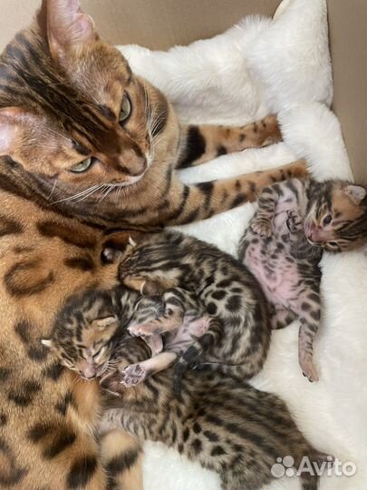 Бенгальская кошка