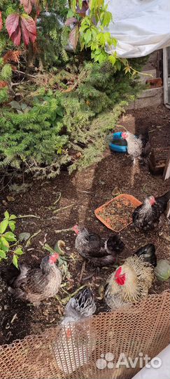 Куры несушки