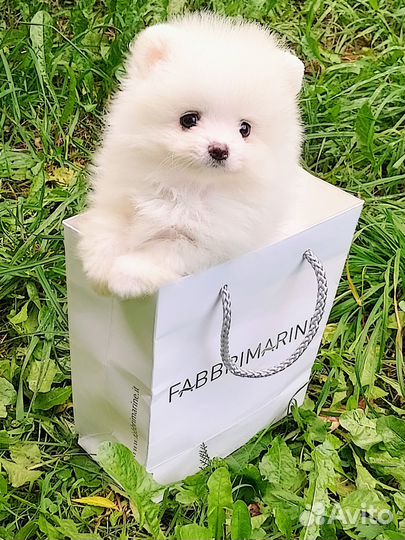 Щенки шпица