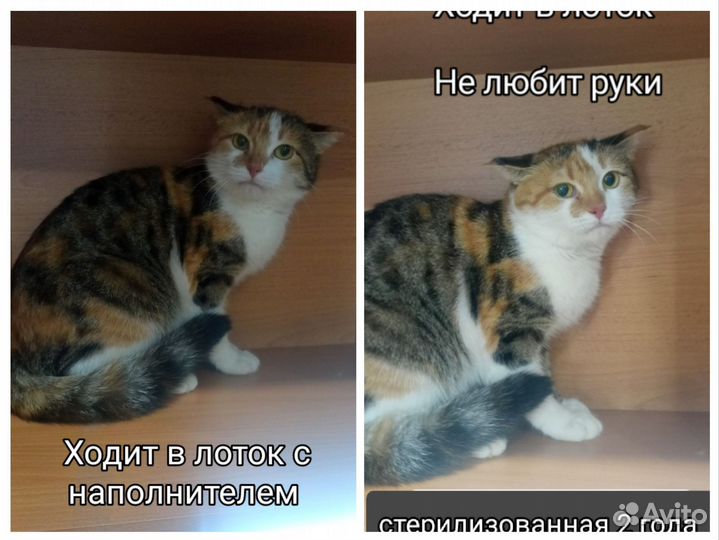 Котик ласковый ручной