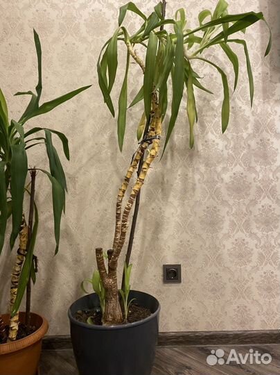 Юкка пальма домашняя