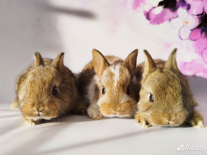 Декоративные крольчата мини