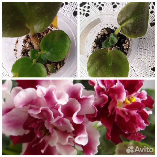 Фиалка/ сенполия сортовая