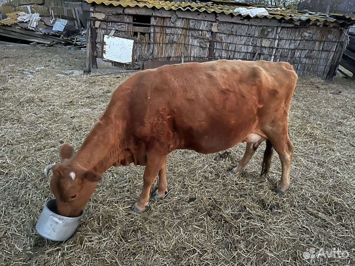 Коровы с телятами