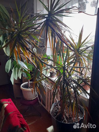 Драцена пальма