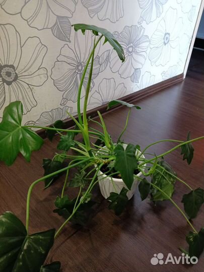 Филодендрон