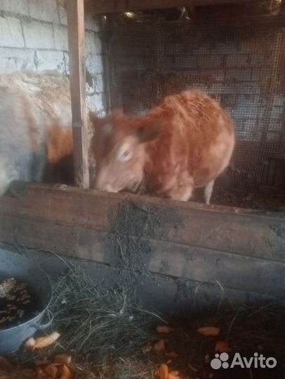 Телочки по 8 месяцев