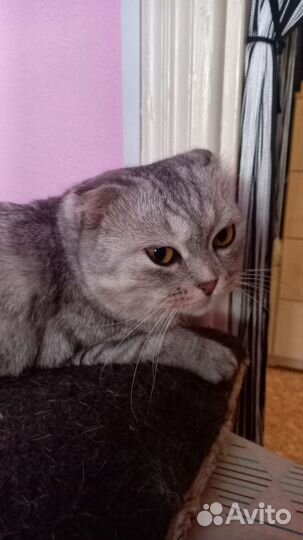 Шотландская вислоухая кошка бесплатно