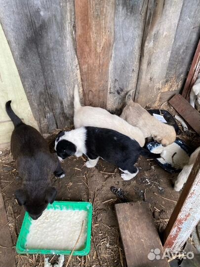 Собака в добрые руки