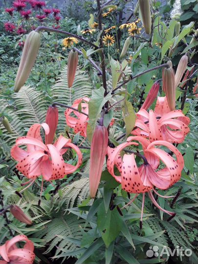 Лилии луковицы оранжевые высота 1.2 и белые