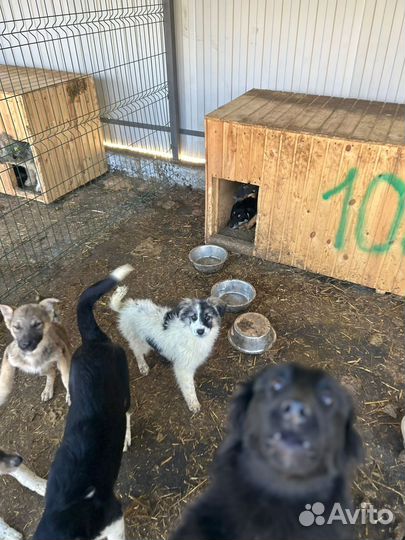 Фенотип австралийской овчарки в поисках дома