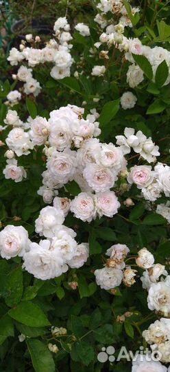 Роза мультифлора