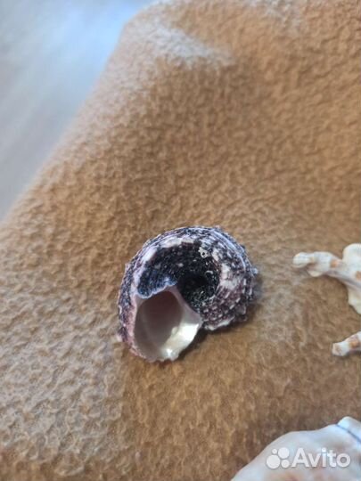 Морские ракушки цена за все