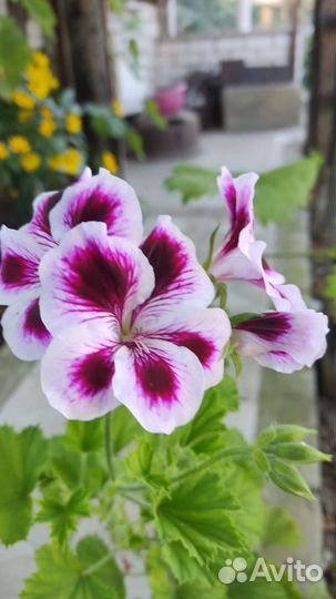 Пеларгония герань