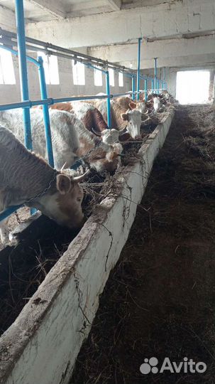 Нетель породы 