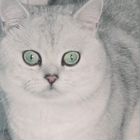 Британский короткошёрстный кот, вязка