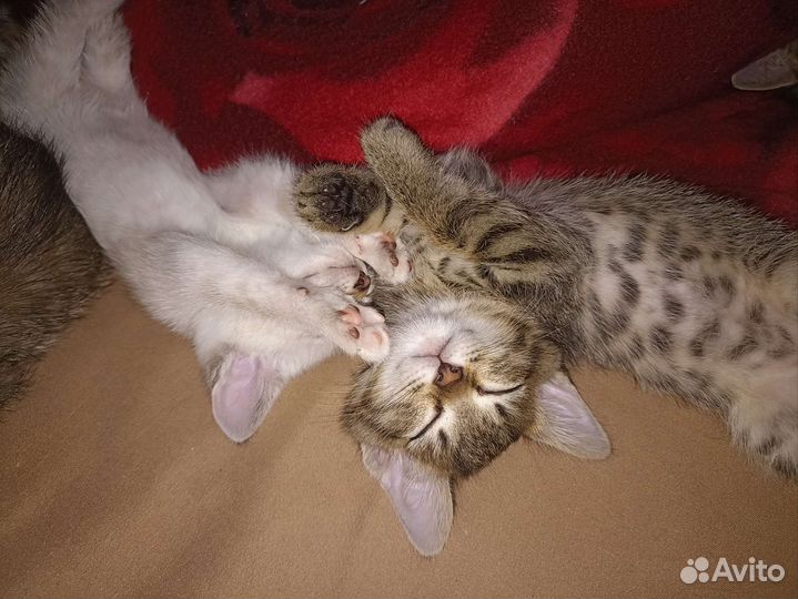 Кошки в добрые руки