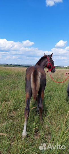 Жеребчик орловский