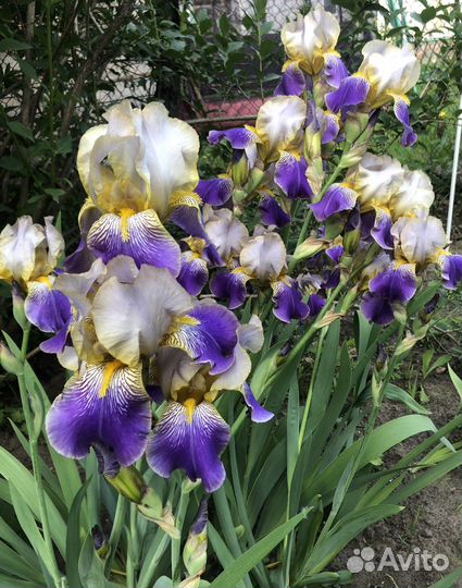 Ирисы бородатые сортовые