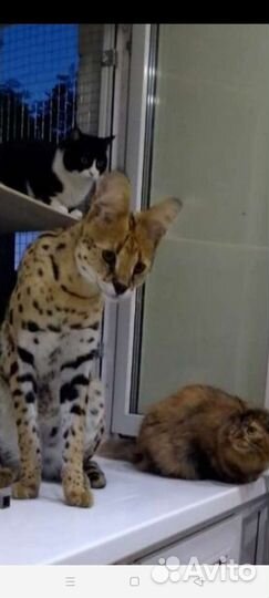 Саванна кот