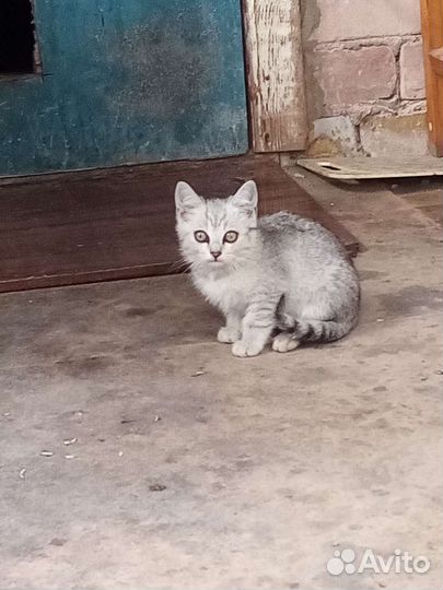 Британская кошка в дар