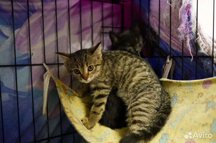 Кошка в дар бесплатно