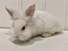 Кролик декоративный гермелин белый мальчик