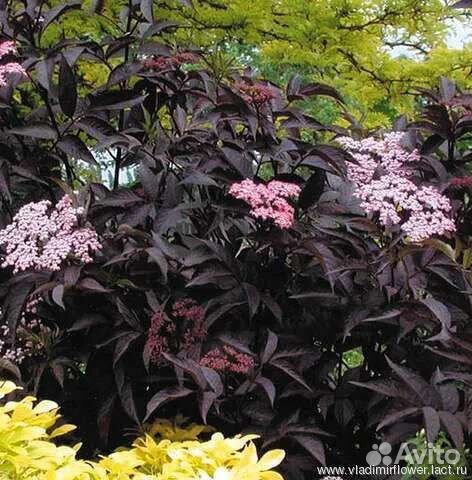 Бузина черная