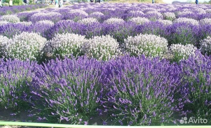 Многолетники