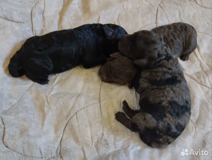 Миниатюрный пудель РКФ