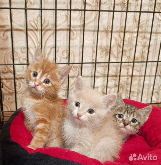 Котенок в добрые руки