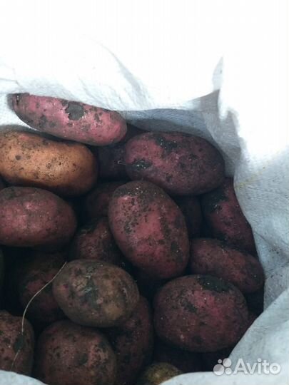 Продам картофель