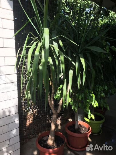 Пальма юкка