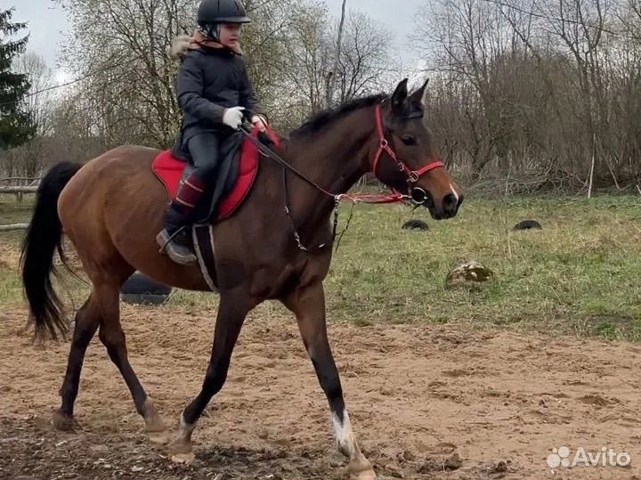 Конный спорт, тренировки, фотосессия, прогулки