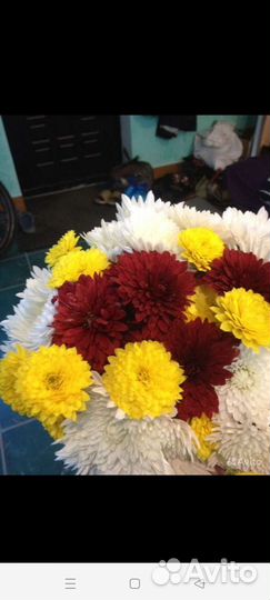 Хризантема белая,корни