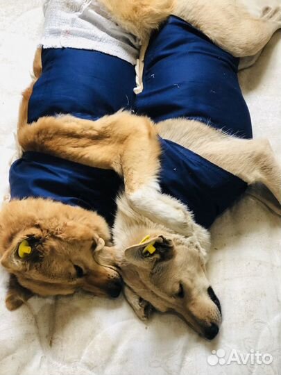 Кастрация, стерилизация