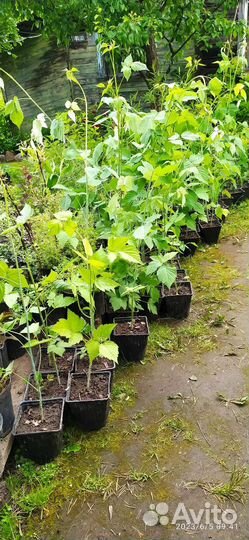 Малина чёрная Кумберленд, Желтая и Земляника безус