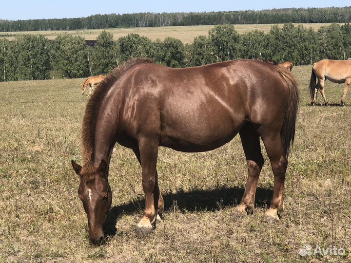 Кобылы Советские Тяжеловозы на племя
