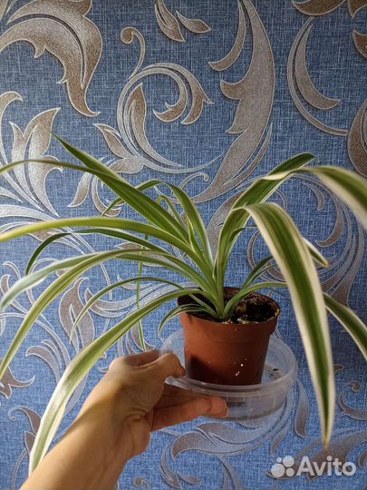 Хлорофитум