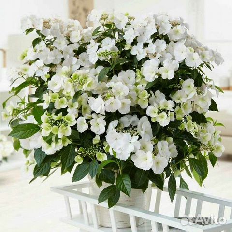 Гортензии, укоренённые черенки. Отправка почтой