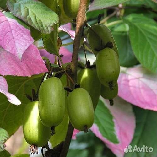 Актинидия самоплодная Доктор Шимановский зкс