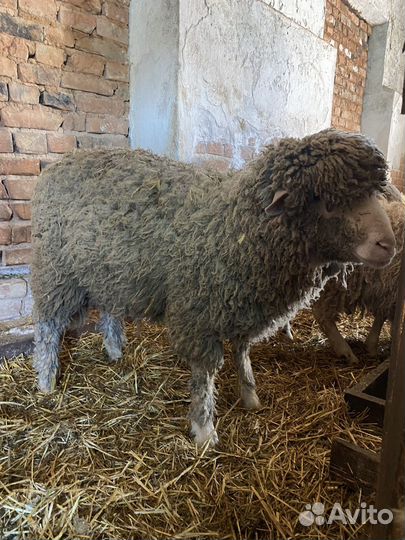 Бараны мериносы на племя