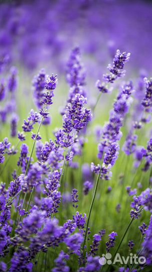 Лаванда узколистная
