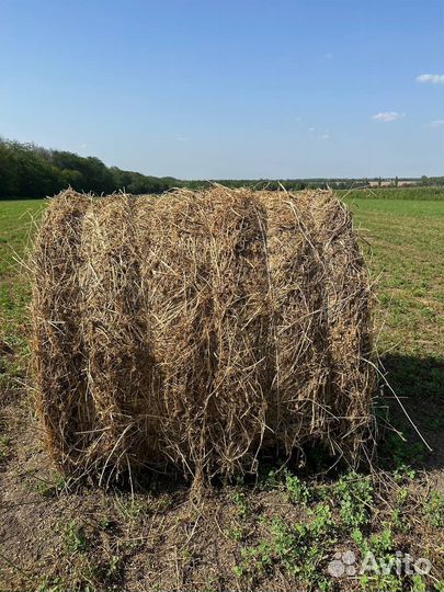 Сено Люцерна