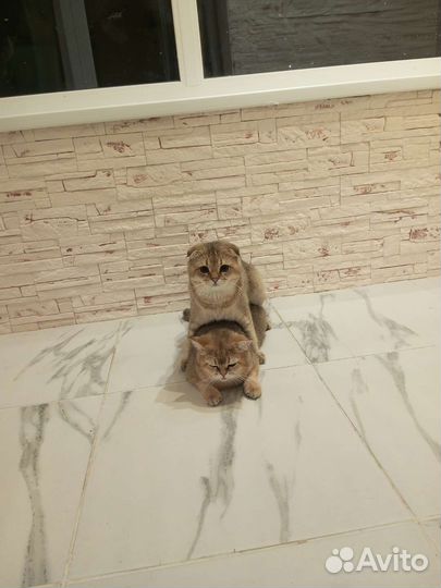 Шотландский кот вязка. Окрас золотая шиншилла