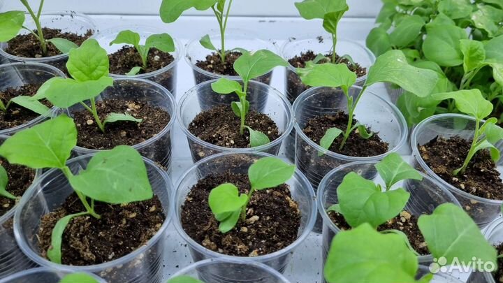 Рассада баклажан
