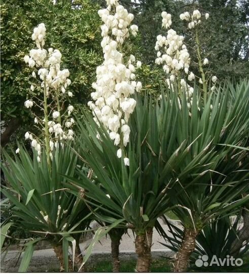 Юкка славная (лат. Yucca gloriosa) — многолетнее