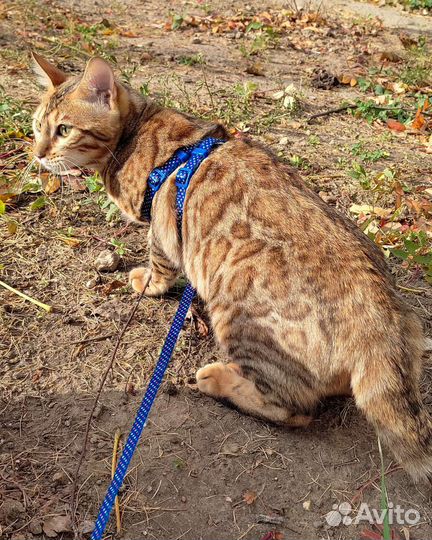 Бенгальская кошка